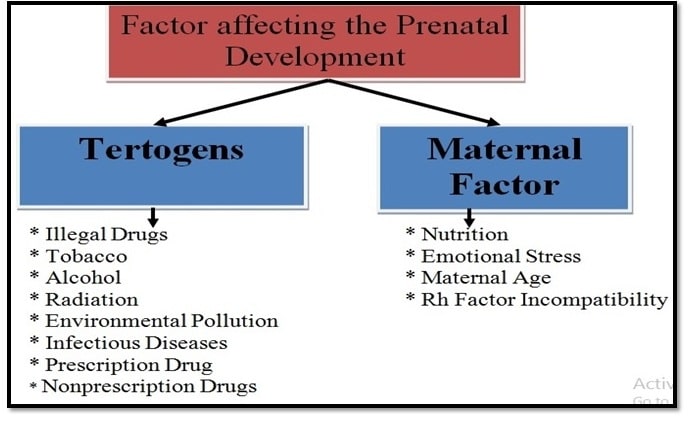 Maternal Factors In Prenatal Development - Educational Psychology