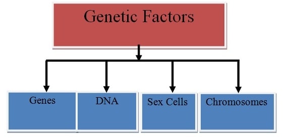 Genetic Factors