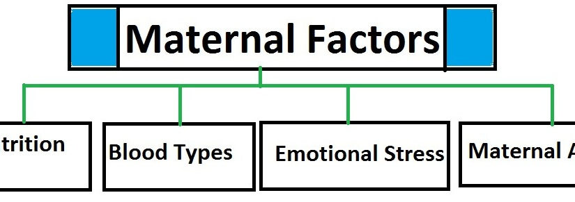 Maternal Factors in  Prenatal Development